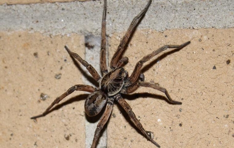 3 Things You Are Doing That Allow Wolf Spiders To Invade Your