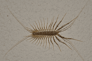 Centipede crawling on a wall.