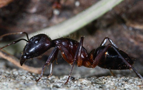 ant
