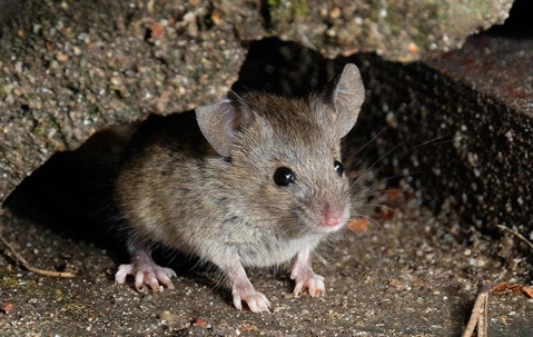 Mouse peeking from a concrete opening.