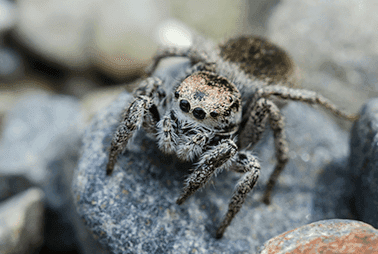 jumping spiders sitting on a rock