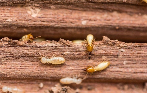 Termites crawling on wood in a home