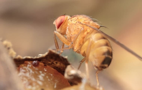 Yellow fly sitting on a plant