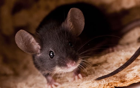 Brown mouse looking forward