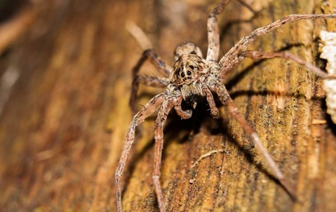 wolf spider on a piece of wood