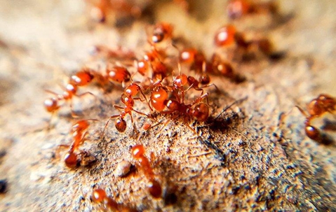 ants