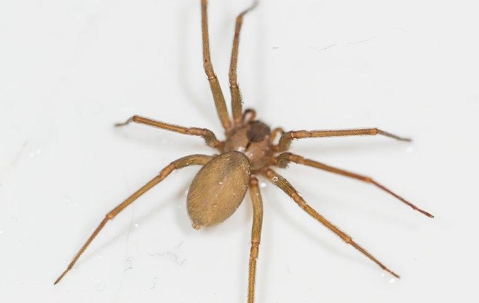 Brown Recluse Spider crawling on a wall.