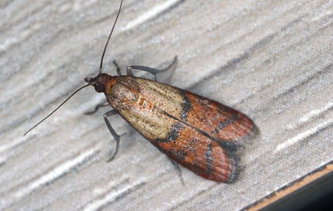 Indian Meal Moth crawling on shelving in a pantry.