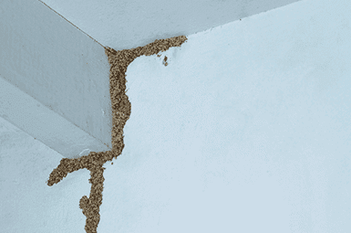 Termite mud tubes on the ceiling.