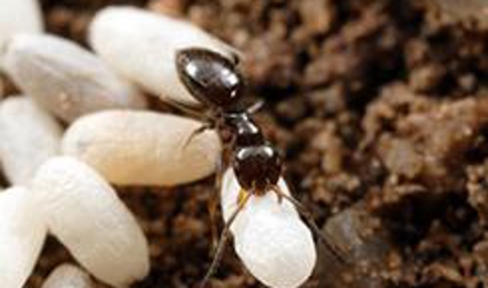 Pest Library | Learn More About Pests In North Texas