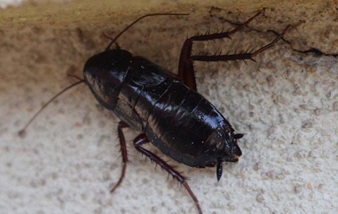 How to Spot an Oriental Cockroach in Your Lewisville Home
