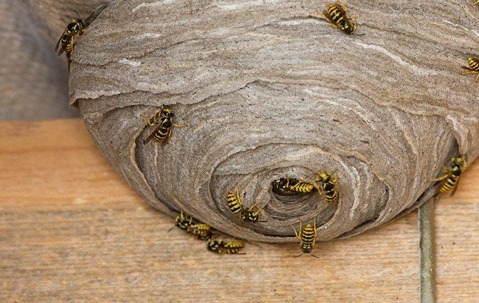 hornets.jpg