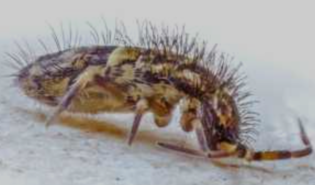 How Much Do You Really Know About Springtails in Lewisville?