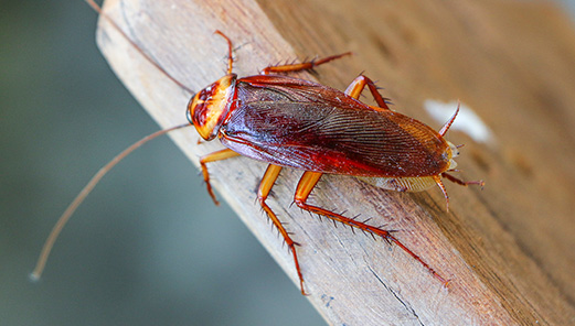 Cockroach Control