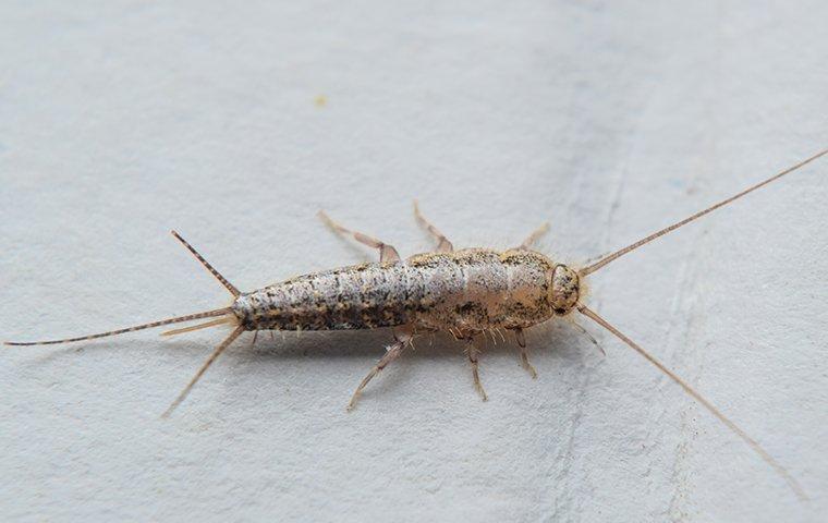 What are silverfish discount