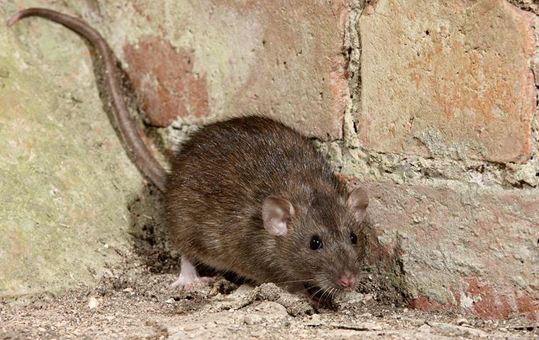 Guide to the Two Types of Rats in Denton