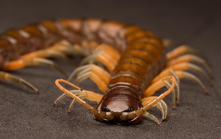centipede with cigarette Anyone know the name of this centipede, packet for size. : r/Thailand Tintin's adversary complains about centipede's
