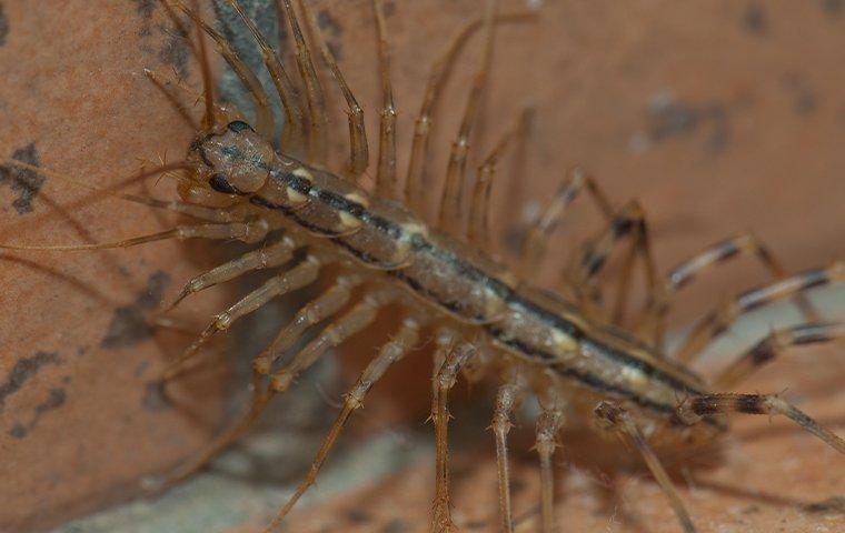 Are Centipedes In The Home Dangerous?