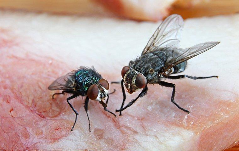 Fly Control 101: Expert Advice On Preventing And Dealing With Flies In  Denton
