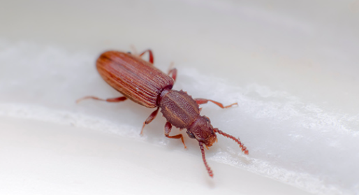 Pantry Pests