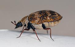 Carpet Beetles