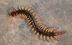 Centipedes