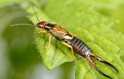 Earwigs