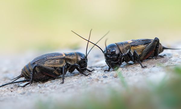 Crickets