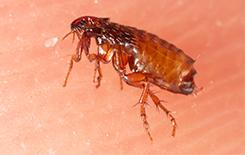 Fleas
