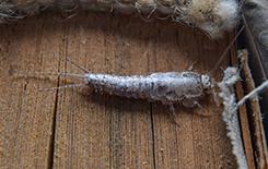 Silverfish