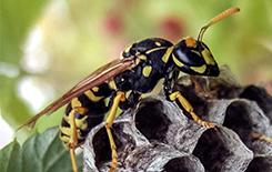 Wasps