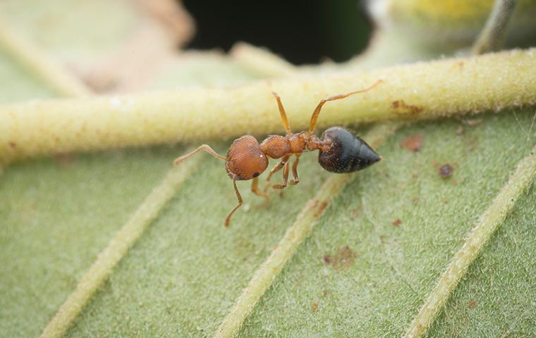 acrobat ant