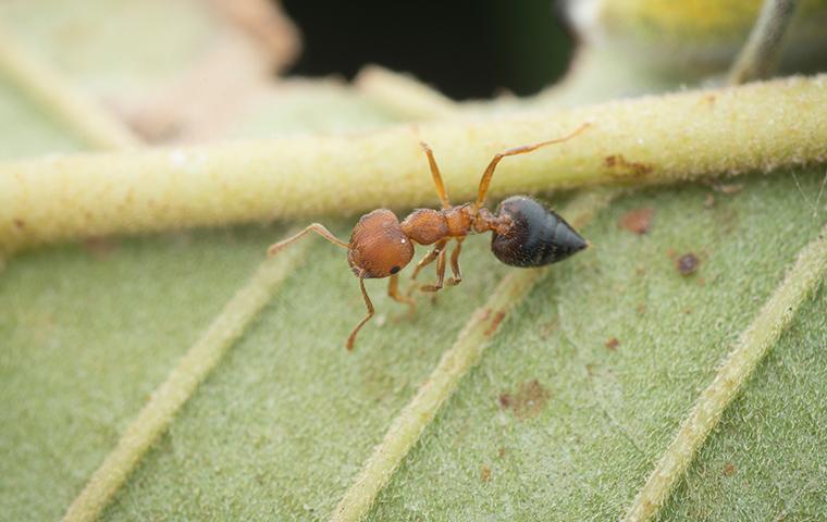 acrobat ant