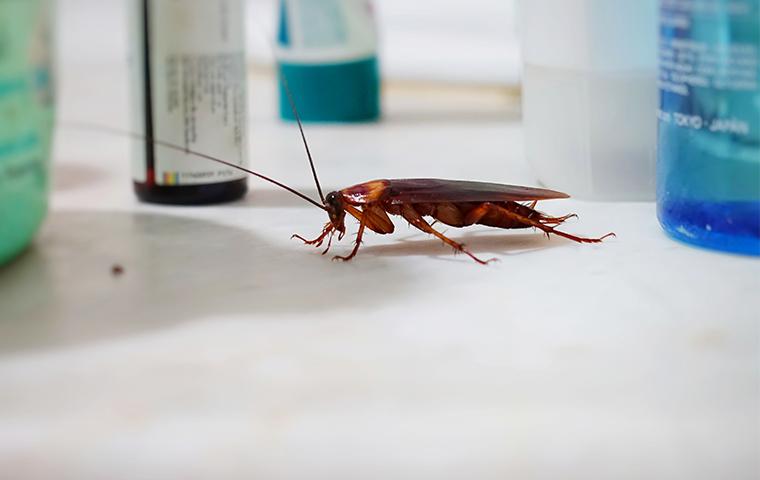 coackroach
