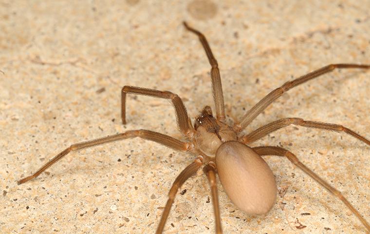 Brown Recluse Spiders