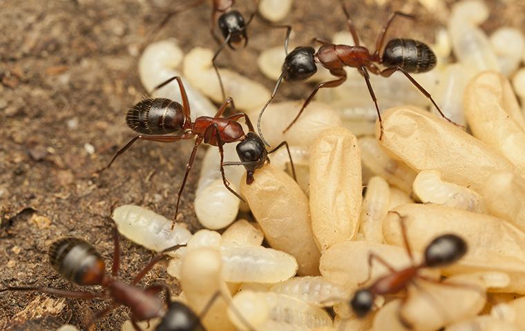 carpenter ants