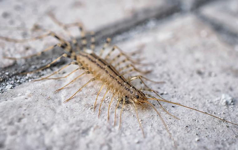 centipede