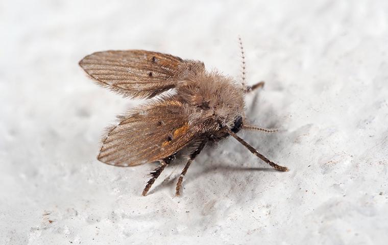Drain Fly Wiki