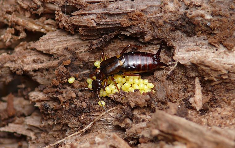 earwigs