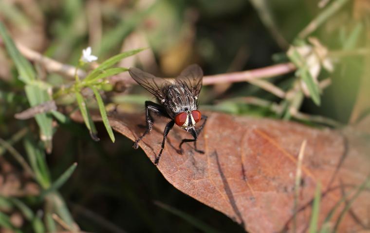 Flesh Fly Identification And Control Guide