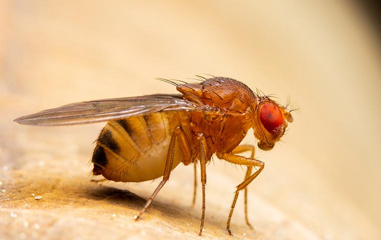 Fruit Fly Identification And Control Guide