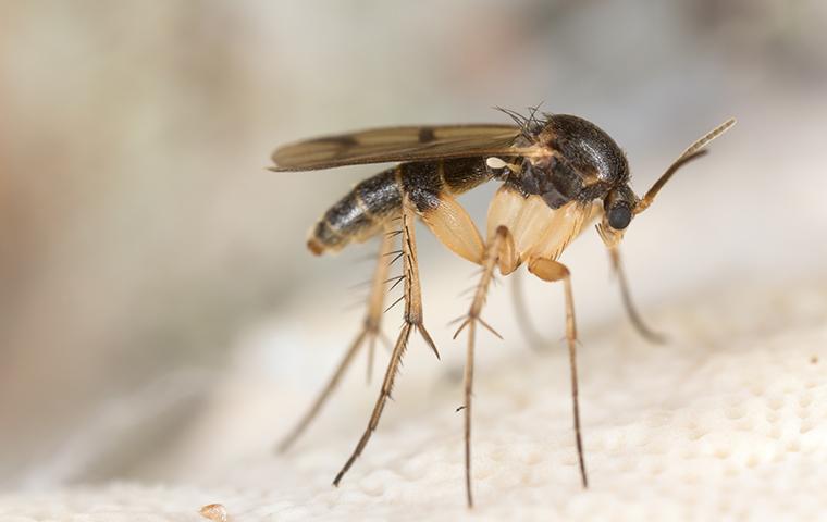 fungus gnats