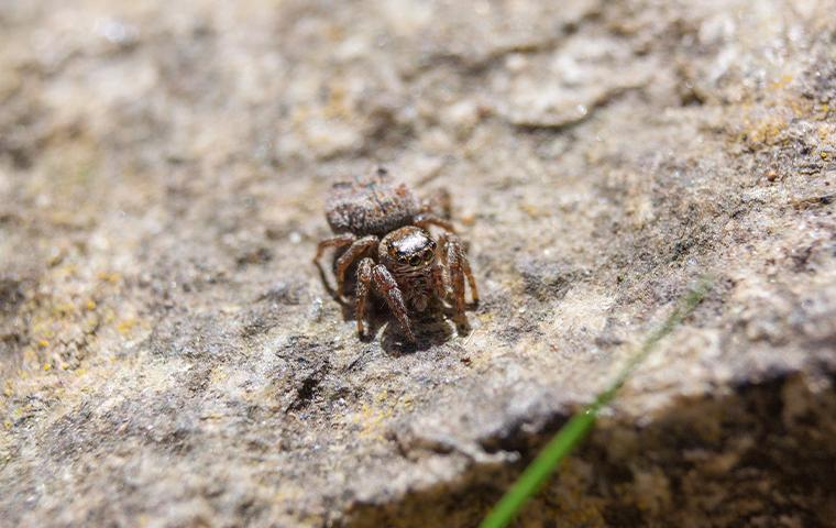 jumping spider