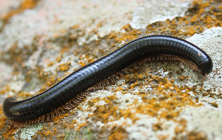 Millipede