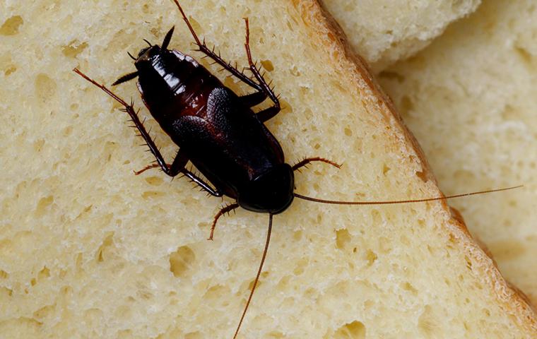 Oriental Cockroaches