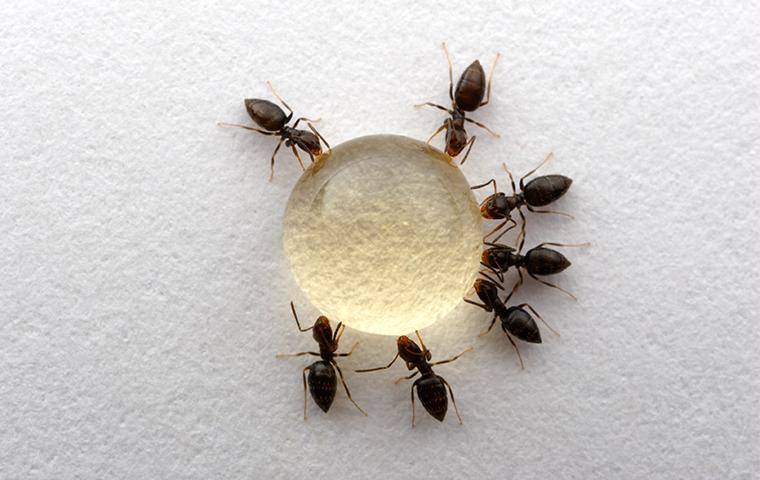 rover ants