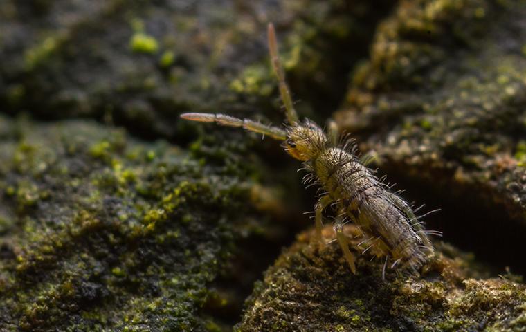 Springtails