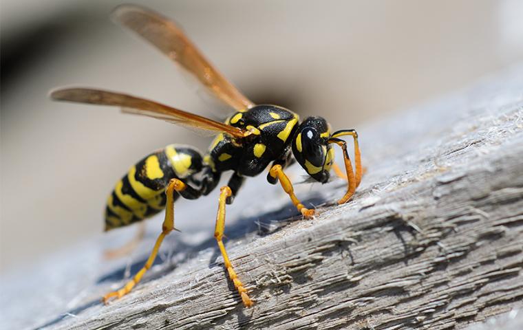 wasp