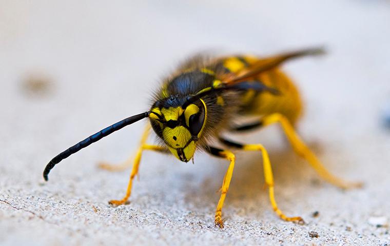 wasp