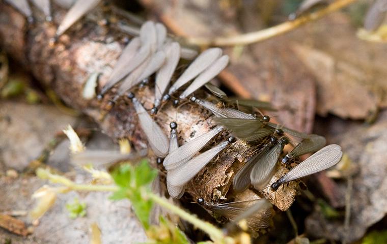 termites